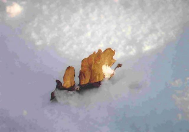 Jesienny liść zatopiony w śniegu
