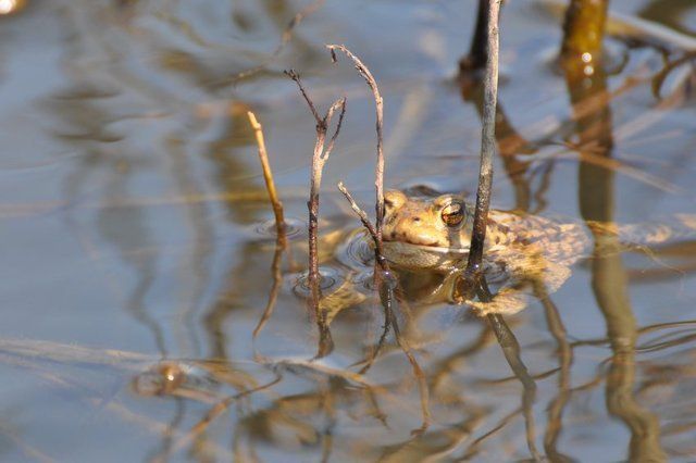 Żaba - okolice jeziora Kraks