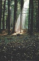 Światło w lesie