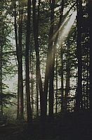 Przebijające się światło w lesie
