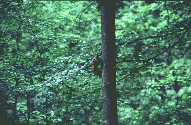 Wiewórka w lesie