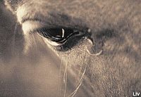 Łzy Konia